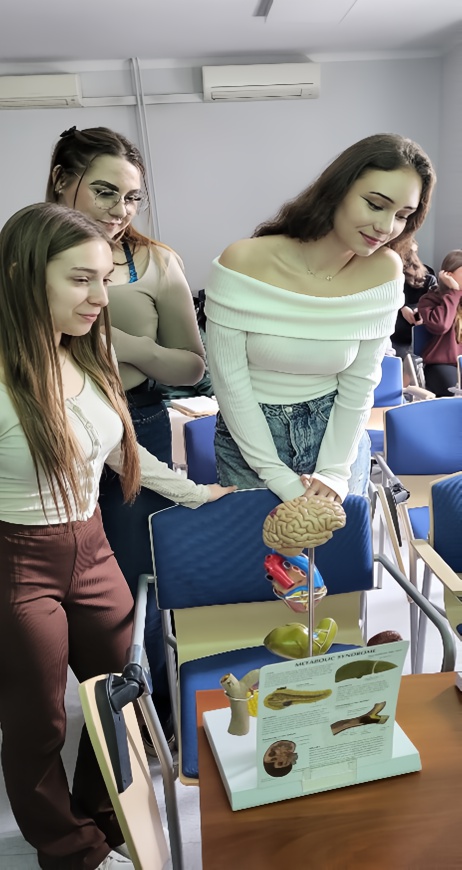 Na zdjęciu trzy osoby stoją w sali lekcyjnej przy biurku, skupione na anatomicznym modelu ludzkiego mózgu umieszczonym na stojaku. Model ma wyraźnie zaznaczone, kolorowe części. W tle widać rzędy niebieskich krzeseł i białą ścianę z klimatyzatorem u góry. Osoby są ubrane swobodnie i wydają się zaangażowane w oglądanie modelu.
