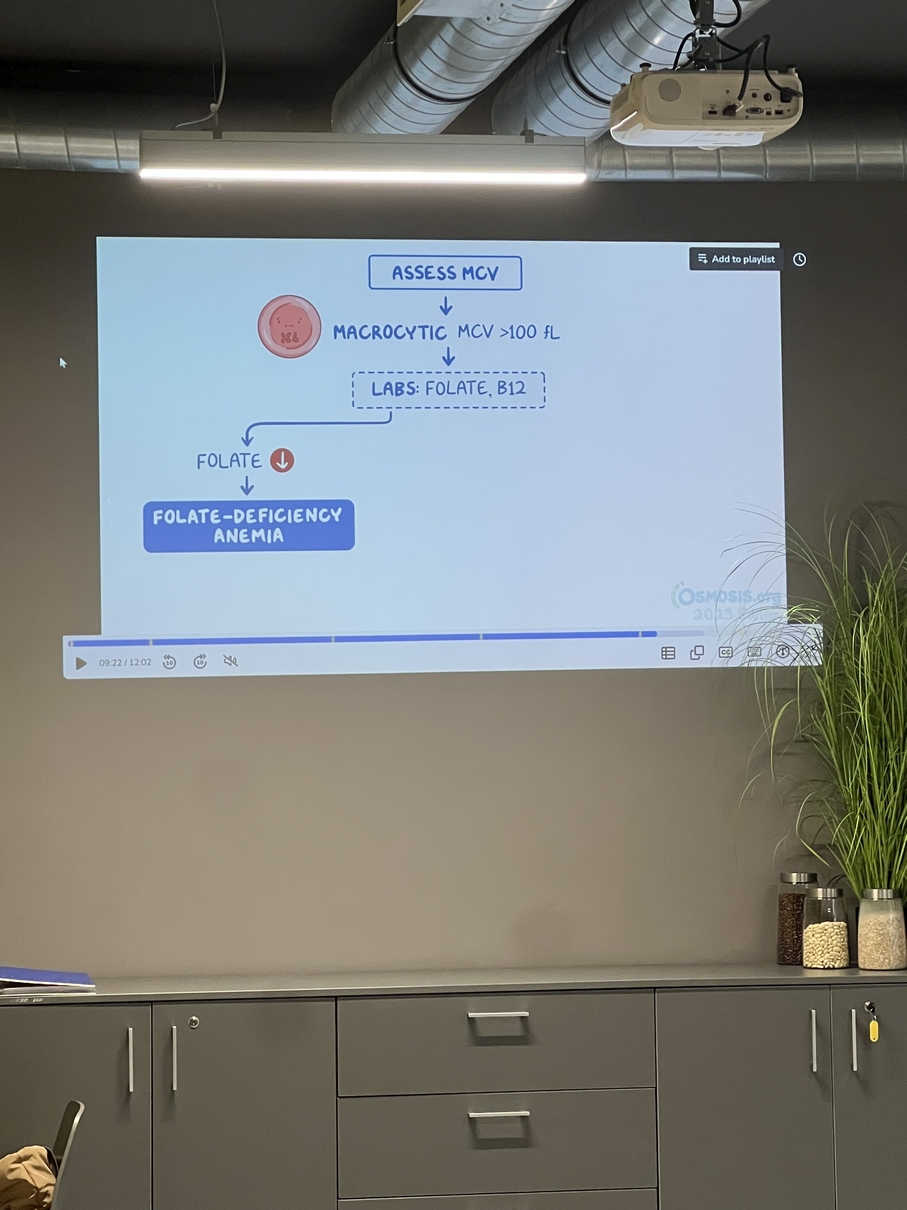 Na obrazie widoczny jest slajd z algorytmem oceny MCV (średniej objętości krwinki). Schemat przedstawia postępowanie przy makrocytozie (MCV >100 fL), z uwzględnieniem badań poziomu kwasu foliowego i witaminy B12 oraz wskazaniem na anemię z niedoboru kwasu foliowego. Slajd jest wyświetlany na ścianie, a poniżej znajduje się szafka z pojemnikami na ziarna i rośliną. Widoczne są także elementy sufitu o industrialnym charakterze.