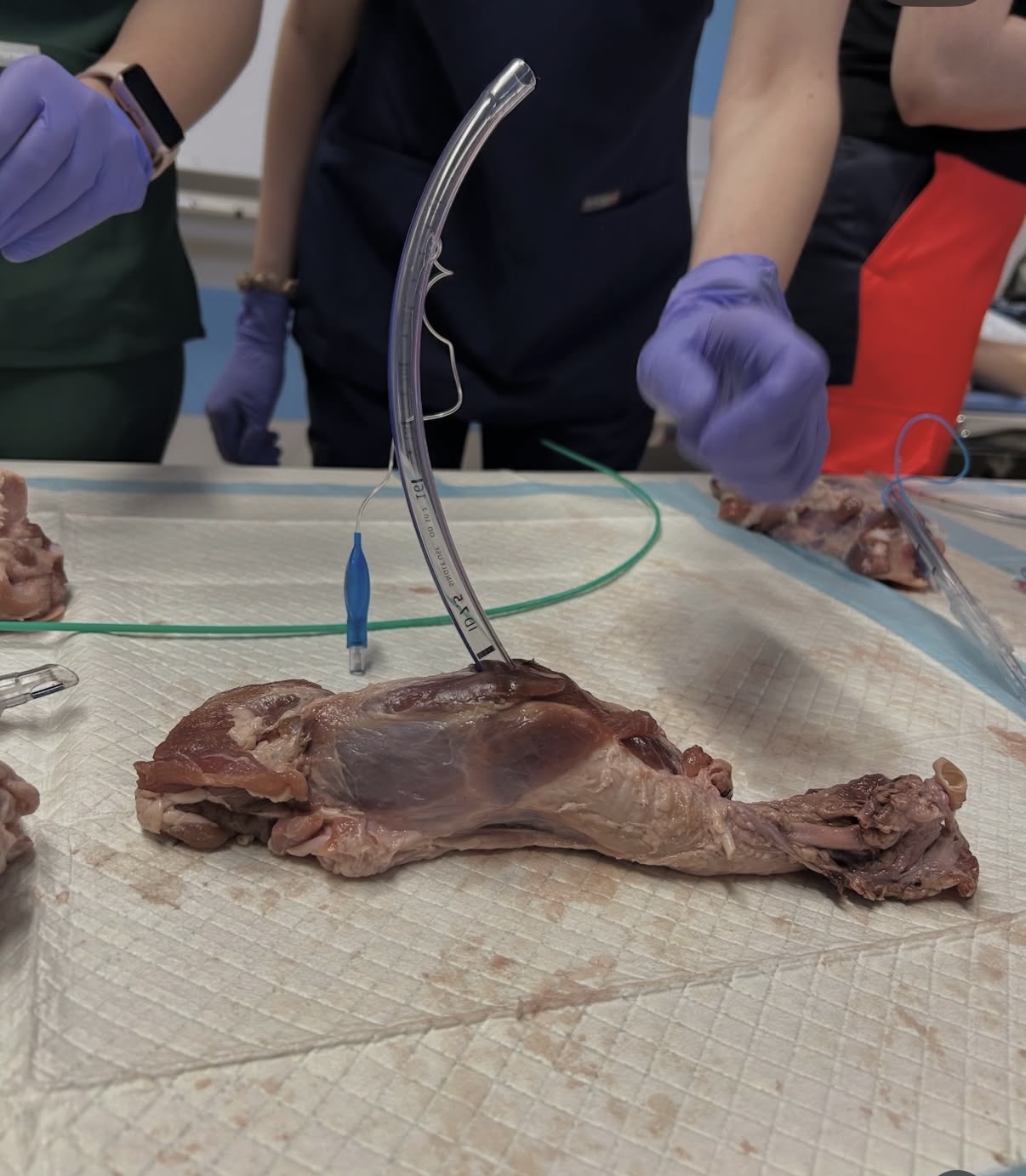 Zdjęcie przedstawia materiał biologiczny przygotowany do ćwiczeń laboratoryjnych z zakresu anatomii i procedur medycznych. Widoczne są elementy wykorzystywane podczas zajęć praktycznych oraz specjalistyczne wyposażenie stanowiska. Fotografia ukazuje naukę technik preparacyjnych i doskonalenie umiejętności w warunkach laboratoryjnych.